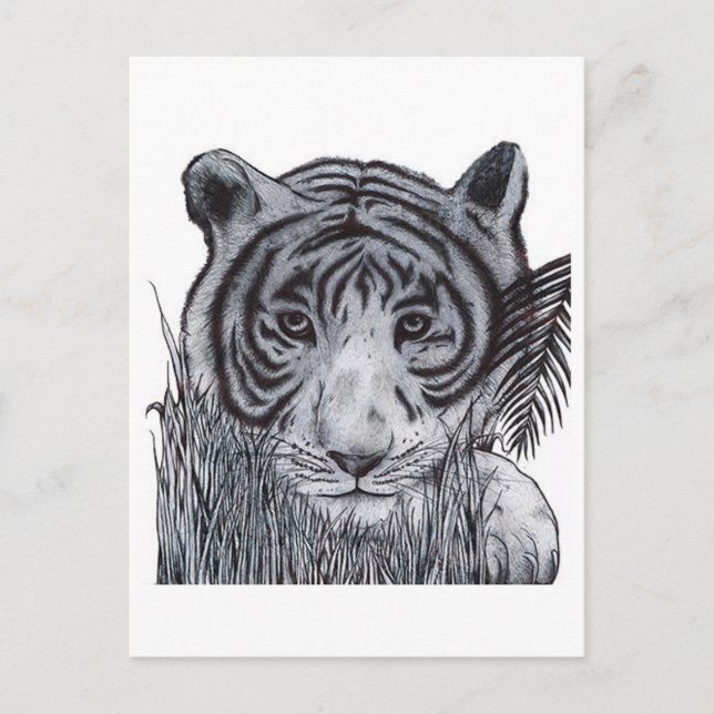 Tiger i Grass Vykort (Framsida)