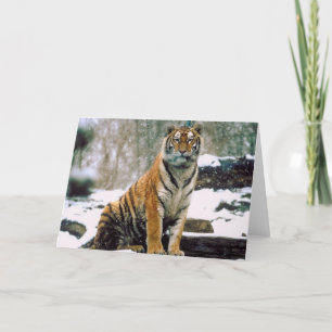 Tiger i snö kort