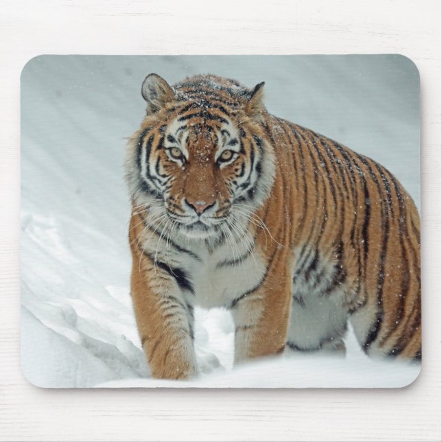 Tiger i snö musmatta (Framsidan)