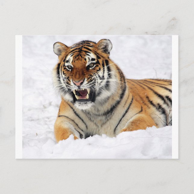 Tiger i Snö Vykort (Framsida)