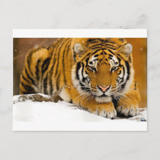 Tiger i snöredot som ska anfallas vykort
