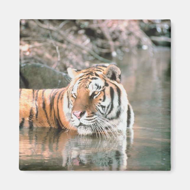 Tiger i ström magnet (Framsidan)