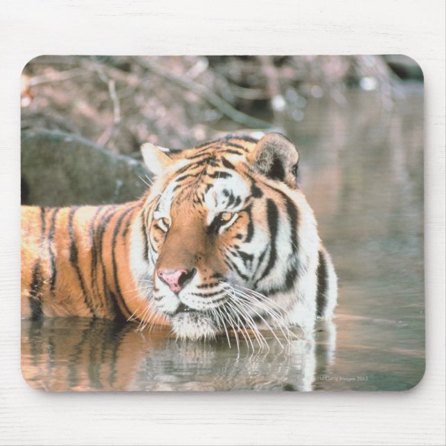 Tiger i ström musmatta (Framsidan)