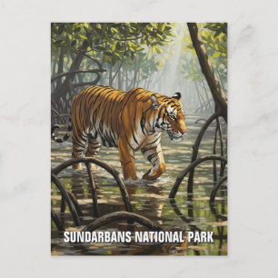 Tiger i Sundarbans nationalpark India Vykort