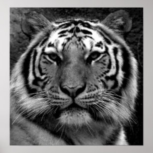 Tiger i svartvitt poster