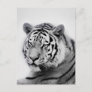 Tiger i svartvitt vykort