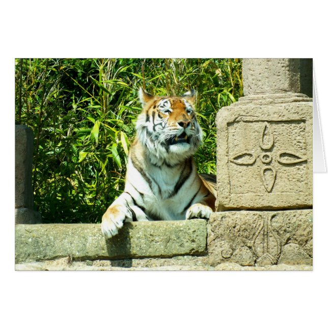 Tiger i templet hälsningskort (Framsidan Horizontal)