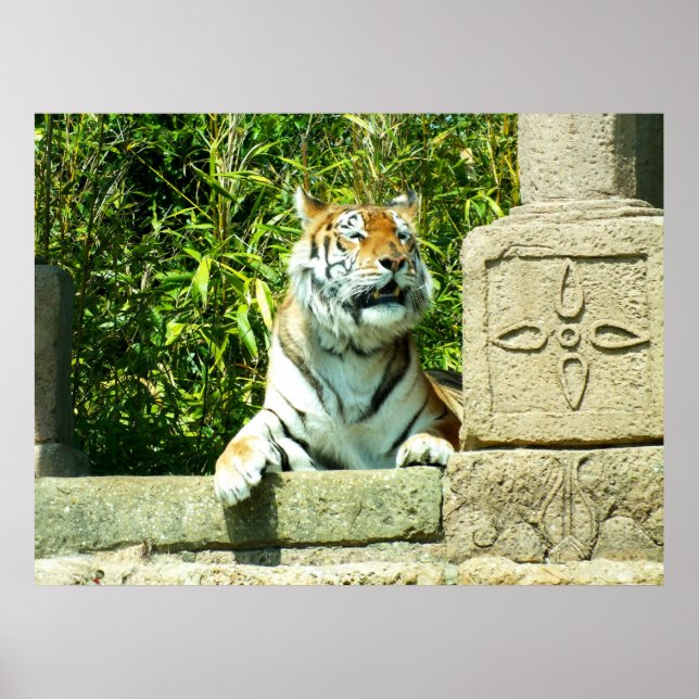 Tiger i templet poster (Framsidan)