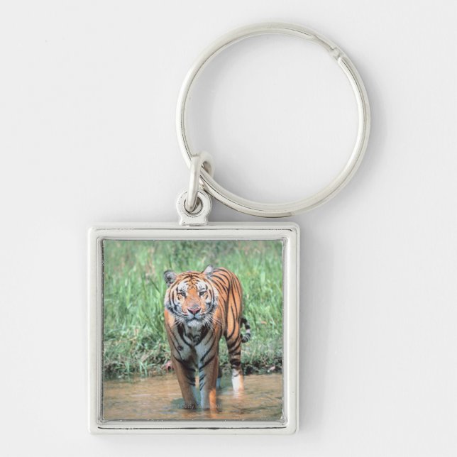 Tiger i vatten fyrkantig silverfärgad nyckelring (Framsidan)
