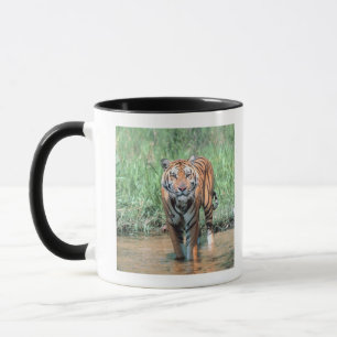 Tiger i vatten mugg
