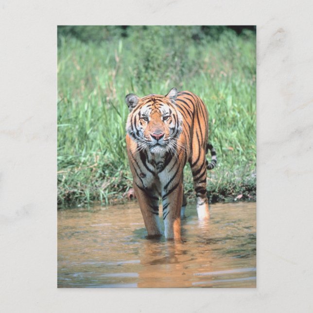 Tiger i vatten vykort (Framsida)