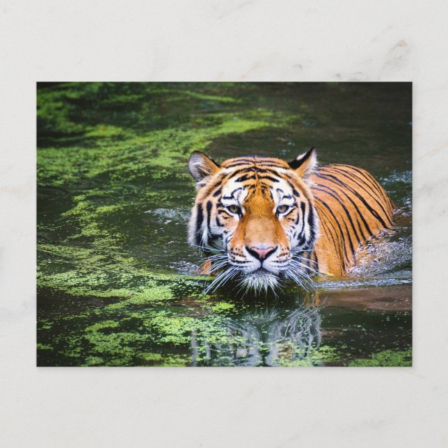 Tiger i vattnet vykort (Framsida)