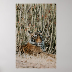 TIGER I VILDENS RESTERING POSTER