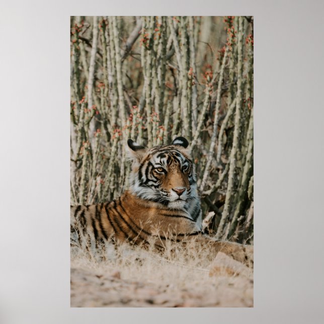 TIGER I VILDENS RESTERING POSTER (Framsidan)