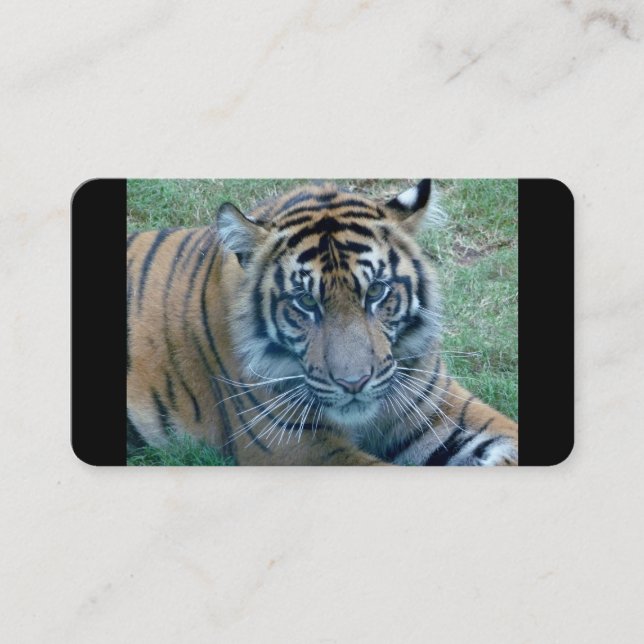 Tiger Image-Affärskort Visitkort (Framsida)