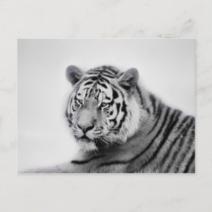 Tiger in Black and White Vykort