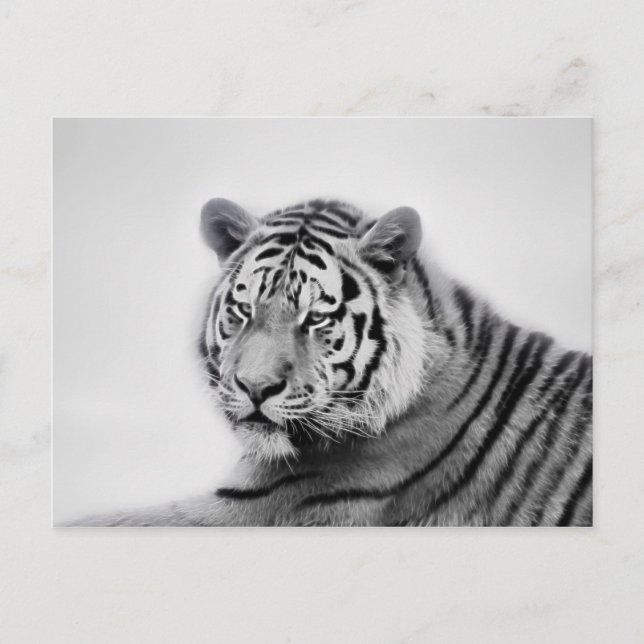 Tiger in Black and White Vykort (Framsida)