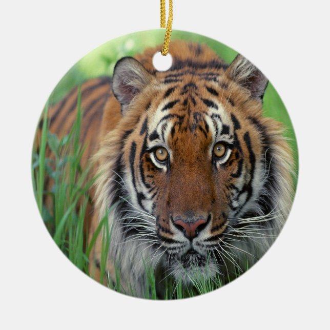 Tiger Julgransprydnad Keramik (Framsidan)