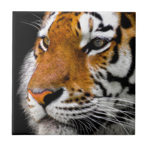 Tiger Kakelplatta