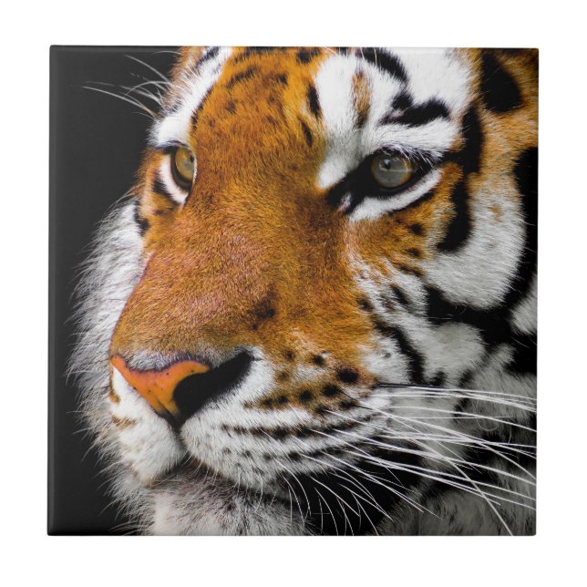 Tiger Kakelplatta (Framsidan)