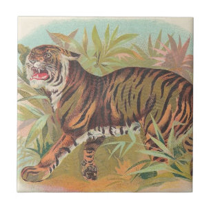 Tiger Kakelplatta