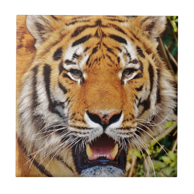 Tiger Kakelplatta (Framsidan)