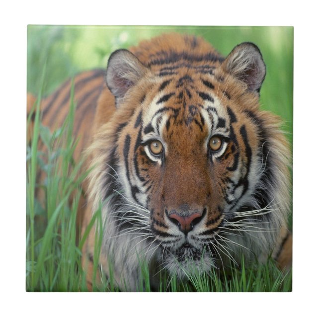 Tiger Kakelplatta (Framsidan)