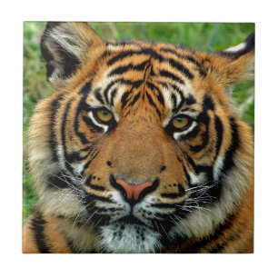 Tiger Kakelplatta