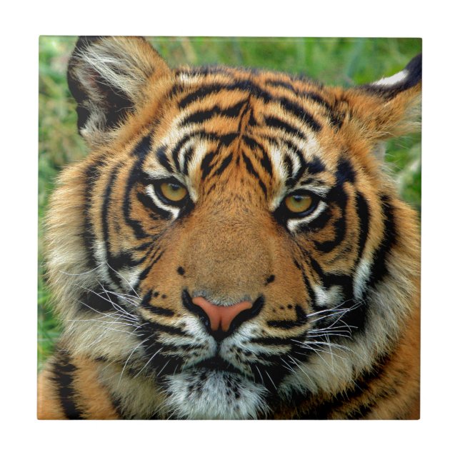 Tiger Kakelplatta (Framsidan)