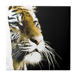 Tiger Kakelplatta