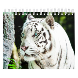 Tiger Kalender