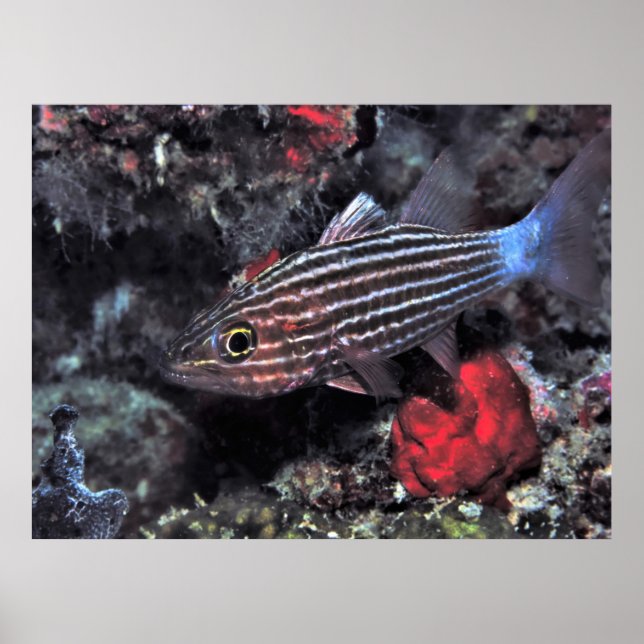 Tiger Kardinalfish Poster (Framsidan)