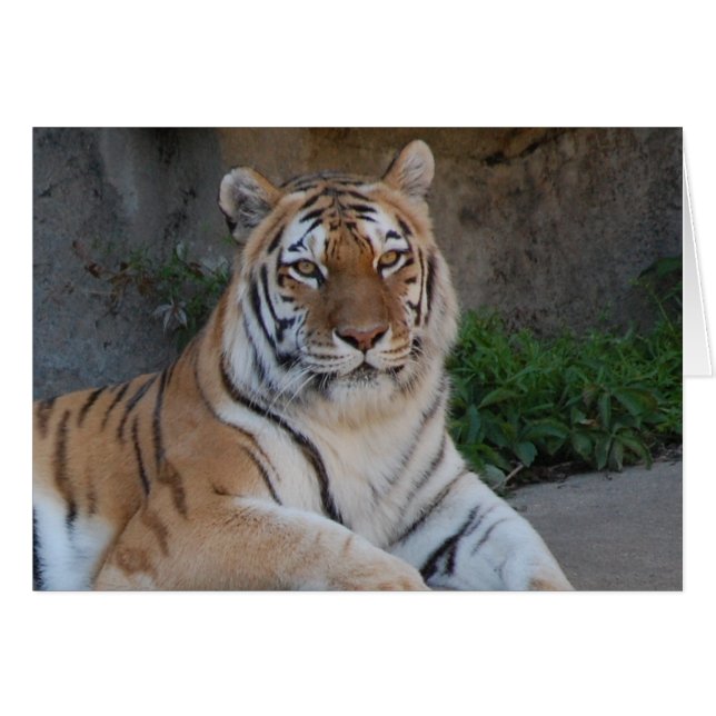 Tiger Kärlek Hälsningskort (Framsidan Horizontal)