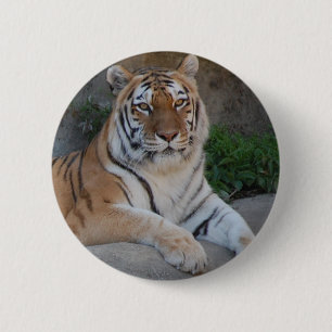 Tiger Kärlek Knapp