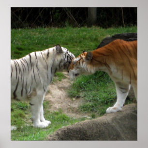 Tiger Kärlek Poster