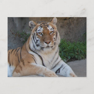 Tiger Kärlek Vykort