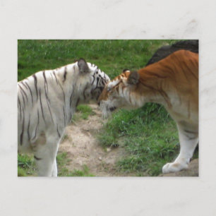 Tiger Kärlek Vykort
