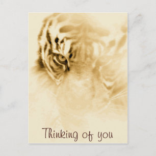 ,Tiger Kärlek_ Vykort