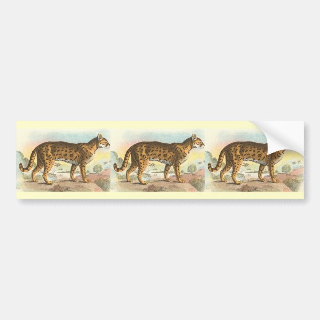 Tiger-Katt Bildekal (Framsidan)