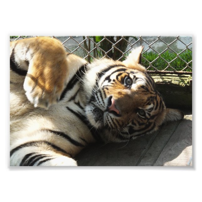 Tiger Kingdom Fototryck (Framsidan)