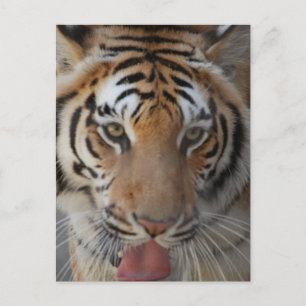 Tiger Kisses vykort