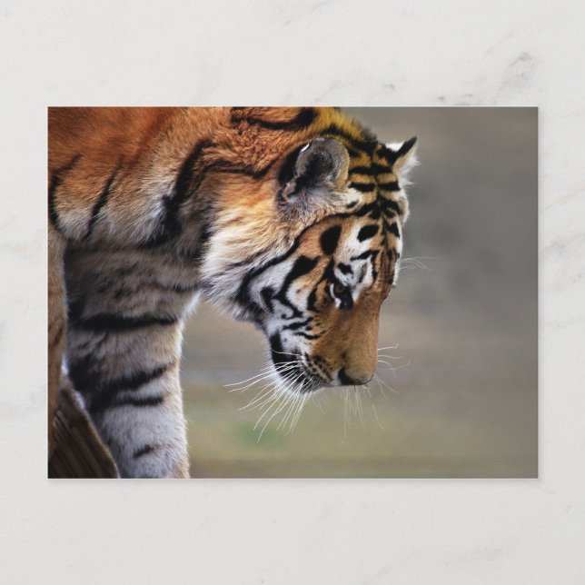 Tiger klättring nedåt vykort (Framsida)