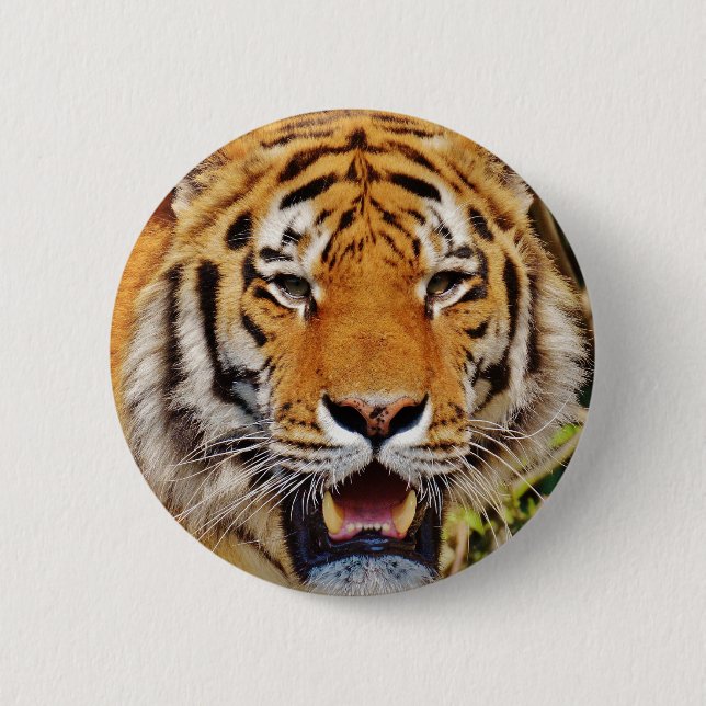 Tiger Knapp (Framsida)
