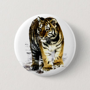 Tiger Knapp