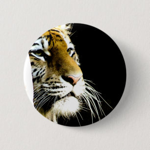 Tiger Knapp