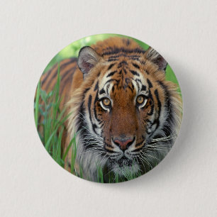 Tiger Knapp