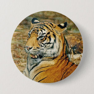 Tiger Knapp