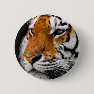 Tiger Knapp