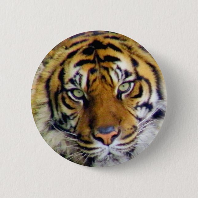 Tiger_ Knapp (Framsida)