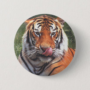 Tiger Knapp
